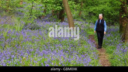 Eine Frau schlendert durch einen Teppich aus Bluebells in Middleton Woods, in der Nähe von Ilkley, West Yorkshire, während des milden Frühlings. Stockfoto