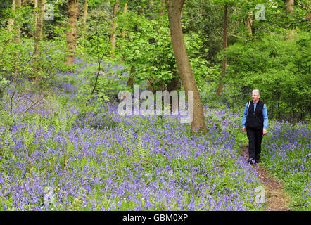 Eine Frau schlendert durch einen Teppich aus Bluebells in Middleton Woods, in der Nähe von Ilkley, West Yorkshire, während des milden Frühlings. Stockfoto