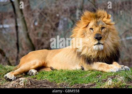 Löwe im zoo Stockfoto