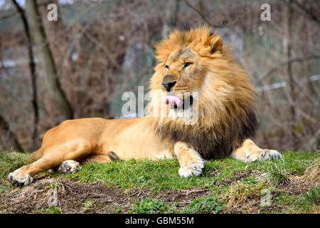 Löwe im zoo Stockfoto