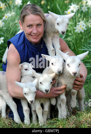 Sechs Lämmer geboren, supermum Stockfoto