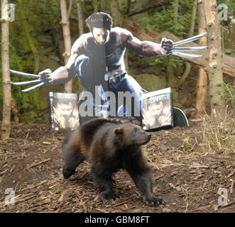 Wolverine Videospiel Stockfoto