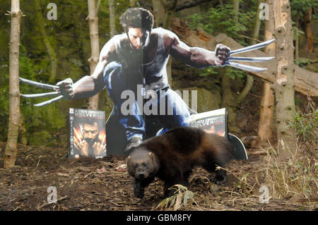 Wolverine Videospiel Stockfoto