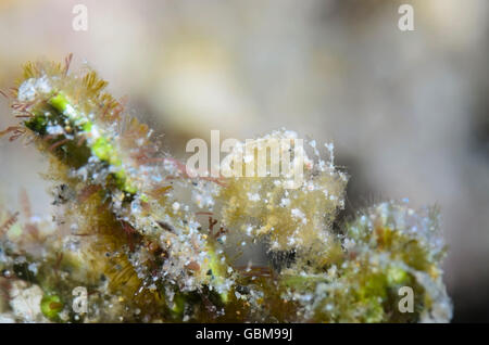 Behaarte Garnelen mit Eiern, Phycocaris Simulans, Ambon, Molukken, Indonesien, Pazifik Stockfoto