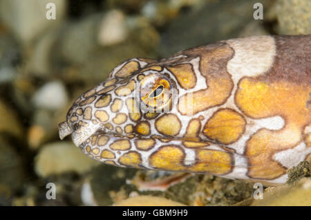 Napoleon-Schlangenaal, Ophichthus Bonaparti, Ambon, Molukken, Indonesien, Pazifik Stockfoto