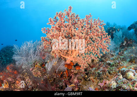 weiche Koralle, Siphonogorgia Godeffroyi, Ambon, Molukken, Indonesien, Pazifik Stockfoto