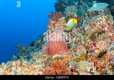 Korallenriff-Szene mit gelb-Maske Kaiserfisch, Pomacanthus Xanthometopon, Ambon, Molukken, Indonesien, Pazifik Stockfoto