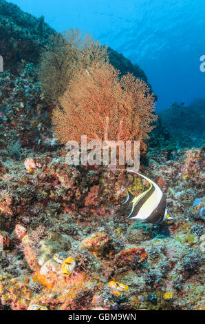 Korallenriff-Szene mit maurischen Idole Zanclus Cornutus, Ambon, Molukken, Indonesien, Pazifik Stockfoto