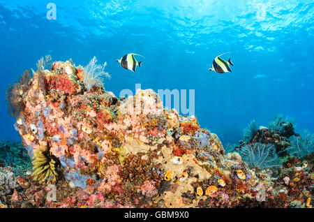 Korallenriff-Szene mit maurischen Idole Zanclus Cornutus, Ambon, Molukken, Indonesien, Pazifik Stockfoto