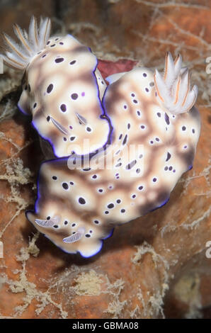 Seeschnecke oder Nacktschnecken, Hypselodoris Tryoni, Ambon, Molukken, Indonesien, Pazifik Stockfoto