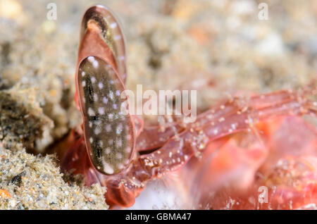 Auge Detail, Lisas Fangschreckenkrebse, Lysiosquillina Lisa, Ambon, Molukken, Indonesien, Pazifik Stockfoto