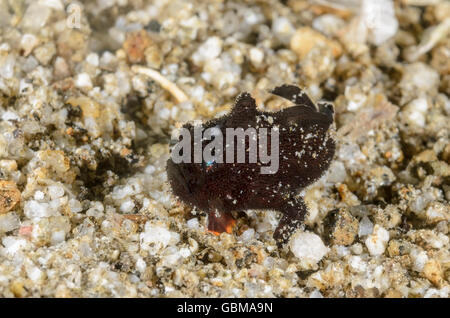 Juvenile haarigen Anglerfisch, Antennarius Striatus, Ambon, Molukken, Indonesien, Pazifik Stockfoto