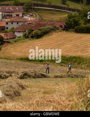 Heu, indem traditionelle Anbaumethoden auf einer Farm in Turieno in den Picos de Europa Nordspanien Stockfoto