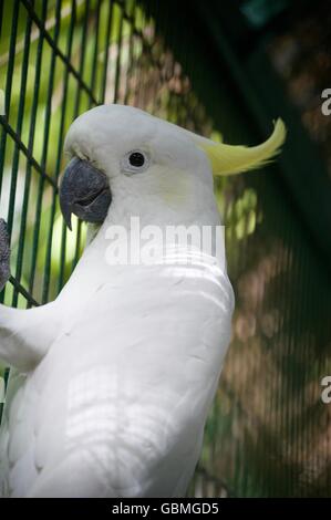 Der weiße Kakadu (Cacatua Alba), auch bekannt als Regenschirm Kakadus. Stockfoto
