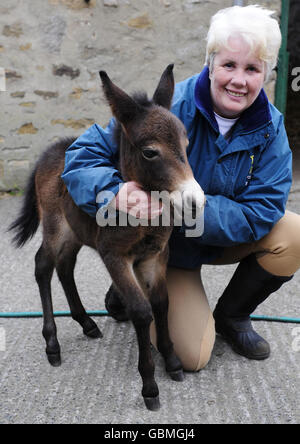Pedro, der kleine Maultier, der einer der kleinsten der Welt sein könnte, mit seinem Besitzer Maisie Watson zu Hause in der Nähe von Consett, Grafschaft Durham heute. Stockfoto