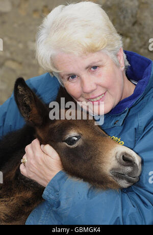 Pedro, der kleine Maultier, der einer der kleinsten der Welt sein könnte, mit seinem Besitzer Maisie Watson zu Hause in der Nähe von Consett, Grafschaft Durham heute. Stockfoto