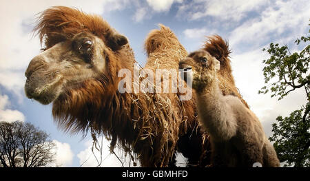 Das neu geborene baktrische Kamel namens Alba zur Feier von Home Coming Scotland wird mit seiner Mutter Mitzi im Blair Drummond Safari and Adventure Park abgebildet. Stockfoto