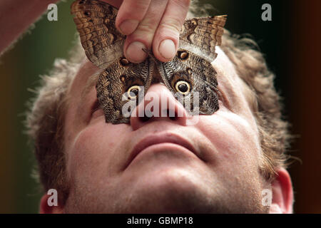 Der Mitarbeiter Kevin Thom hält in der Butterfly & Insect World in der Nähe von Edinburgh eine riesige Atlasmote, die größte der Welt, hoch, um Besuchern zu zeigen, wie ihre Markierungen verwendet werden. Stockfoto