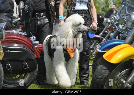 Oliver, ein Pudel, in seiner Bikerjacke gekleidet, geht zwischen einigen Harley Davidson Motorrädern, die von ihren Besitzern liebevoll als „Hogs“ bekannt sind, mit seinen Meistern Robert und Hilary Gunson aus Sheffield, im Lodmoor County Park, Warmwell Leisure Center, Warmwell, in der Nähe von Dorchester, Dorset während der jährlichen Fahrradtour der Harley Davidson Owners Group treffen sich Mitglieder. Stockfoto