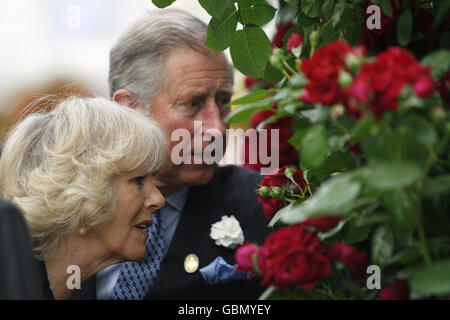 Camilla, die Herzogin von Cornwall und Prinz Charles riechen eine „Highgrove“-Rose, während eines Besuchs von Mitgliedern der königlichen Familie zur jährlichen Chelsea Flower Show in London. . Stockfoto