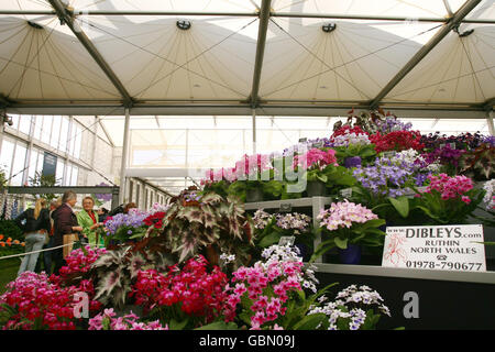 Dibleys Nurseries aus Ruthin in Nordwales zeigen streptocarpus, Begonien und andere Zimmerpflanzen, die sie bei den Great Pavillion Awards auf der Chelsea Flower Show 2009 in West London mit einem Gold Award ausgezeichnet haben. Stockfoto