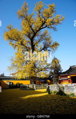 Shanghai Qingpu District Jinze Yihao Stadttempel Stockfoto