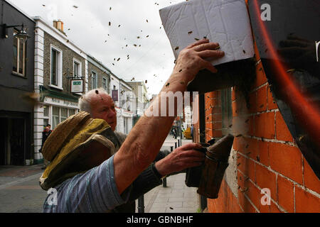 STANDALONE-FOTO. Die Dubliner Bienenhalter John Killian und Ben Myers beschäftigen sich heute Abend mit einem Honigbienenstock, der sich an der Montague Street in Dublin an der Seite eines indischen Restaurants entwickelt hat. Stockfoto