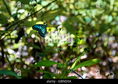 Schmetterling im Tangkoko Nationalpark. Nord-Sulawesi. Indonesien Stockfoto