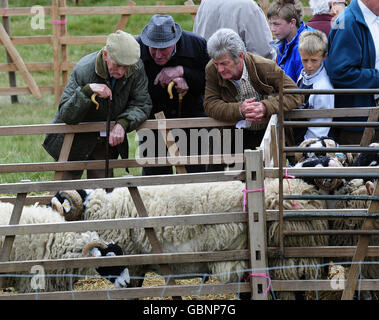 Die Beiträge werden heute bei der 56. Tan Hill Open Swaledale Sheep Show bewertet, die auf den Pennine-Hügeln rund um den Tan Hill Pub, dem höchsten Pub in England, stattfindet. Stockfoto