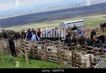 56. Tan Hill öffnen Swaledale Schafausstellung Stockfoto