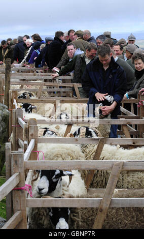 Die Beiträge werden heute bei der 56. Tan Hill Open Swaledale Sheep Show bewertet, die auf den Pennine-Hügeln rund um den Tan Hill Pub, dem höchsten Pub in England, stattfindet. Stockfoto