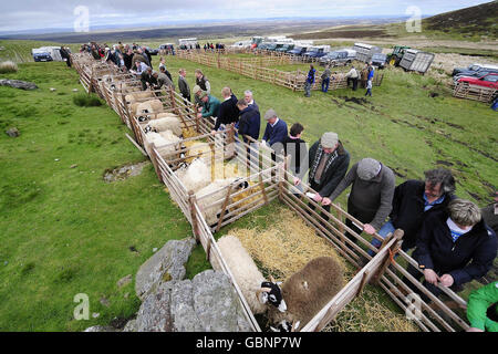 STANDALONE-FOTO. Die Beiträge werden heute bei der 56. Tan Hill Open Swaledale Sheep Show bewertet, die auf den Pennine-Hügeln rund um den Tan Hill Pub, dem höchsten Pub in England, stattfindet. Stockfoto