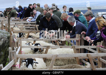 Die Beiträge werden heute bei der 56. Tan Hill Open Swaledale Sheep Show bewertet, die auf den Pennine-Hügeln rund um den Tan Hill Pub, dem höchsten Pub in England, stattfindet. Stockfoto