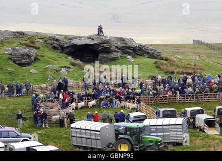 56. Tan Hill öffnen Swaledale Schafausstellung Stockfoto