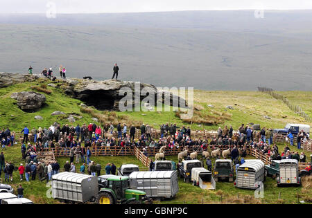 56. Tan Hill öffnen Swaledale Schafausstellung Stockfoto