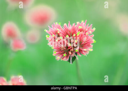 Gomphrena Globosa Blumen schön rosa Stockfoto