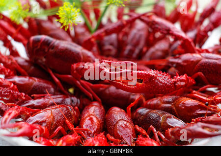 Langusten im August ist eine typisch schwedische Tradition. Stockfoto