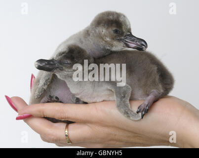 Humboldt-Pinguinküken Stockfoto