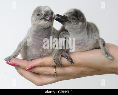 Die zwei Wochen alten Humboldt-Pinguinküken Ann und Barbara, die im Twycross Zoo in Warwickshire von Hand aufgezogen werden. Stockfoto