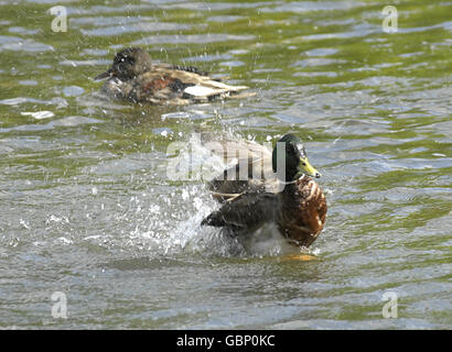 Enten im St James's Park. Enten im St James's Park, London. Stockfoto