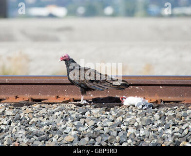 Truthahngeier (Cathartes Aura) Neben einem toten Möwe und Eisenbahn. Stockfoto