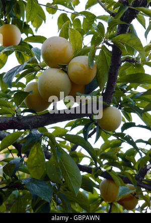 Mirabelle Pflaumen (Prunus Domestica Syriaca) Reifen an einem Baum in Rom, Italien. Stockfoto