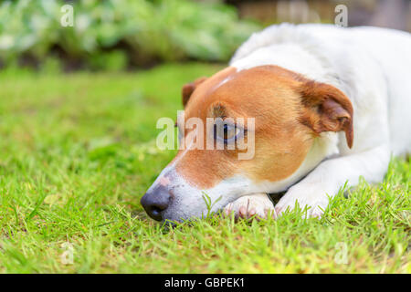 traurig jack Russel auf der grünen Wiese Stockfoto