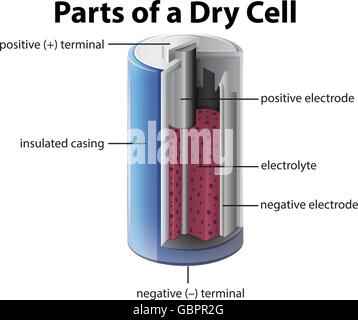 Das Diagramm zeigt im Inneren Batterie Abbildung Stock Vektor