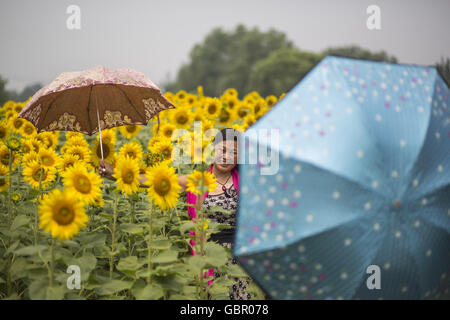 Peking, China. 7. Juli 2016. Sonnenblumen in der Blütezeit, die viele Besucher kommen in Peking zu gewinnen. Bildnachweis: Jiwei Han/ZUMA Draht/Alamy Live-Nachrichten Stockfoto