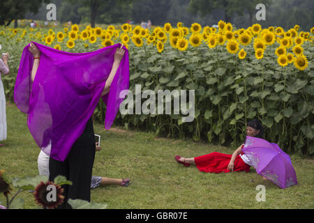 Peking, China. 7. Juli 2016. Sonnenblumen in der Blütezeit, die viele Besucher kommen in Peking zu gewinnen. Bildnachweis: Jiwei Han/ZUMA Draht/Alamy Live-Nachrichten Stockfoto