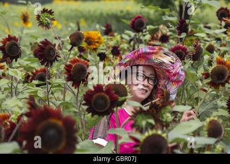 Peking, China. 7. Juli 2016. Sonnenblumen in der Blütezeit, die viele Besucher kommen in Peking zu gewinnen. Bildnachweis: Jiwei Han/ZUMA Draht/Alamy Live-Nachrichten Stockfoto