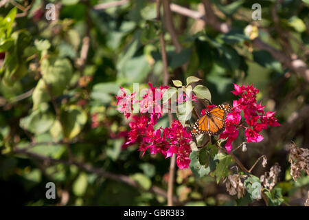 Asunción, Paraguay. 7. Juli 2016. Eine südliche Monarch (Danaus erippus) Schmetterling feeds Nektar aus einer lila Bougainvillea oder "Santa Rita" zierpflanzen Weinstock Blume, ist während der sonnigen Tag in Asunción, Paraguay. Credit: Andre M. Chang/ARDUOPRESS/Alamy leben Nachrichten Stockfoto