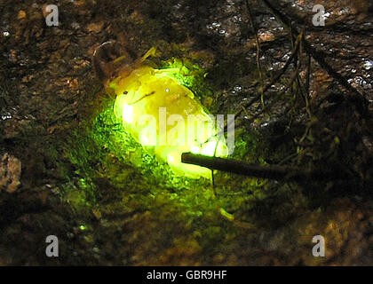 Tutzing, Deutschland. 7. Juni 2016. Ein Glühwürmchen Glühen auf einem Stein in einem Garten in Tutzing, Deutschland, 7. Juni 2016. Die Glühwürmchen sind aktiv in der Nacht und Fliege in den trockenen Sommer-Nächten ab Ende Juni. Foto: URSULA Düren/Dpa - NO WIRE SERVICE - © Dpa/Alamy Live-Nachrichten Stockfoto