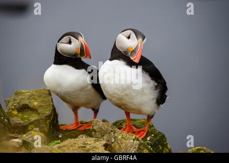 Papageitaucher, Latrabjarg, Westfjorde, Island / (Fratercula Arctica) Stockfoto